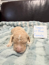Teegan Lt. Blue Collar Female