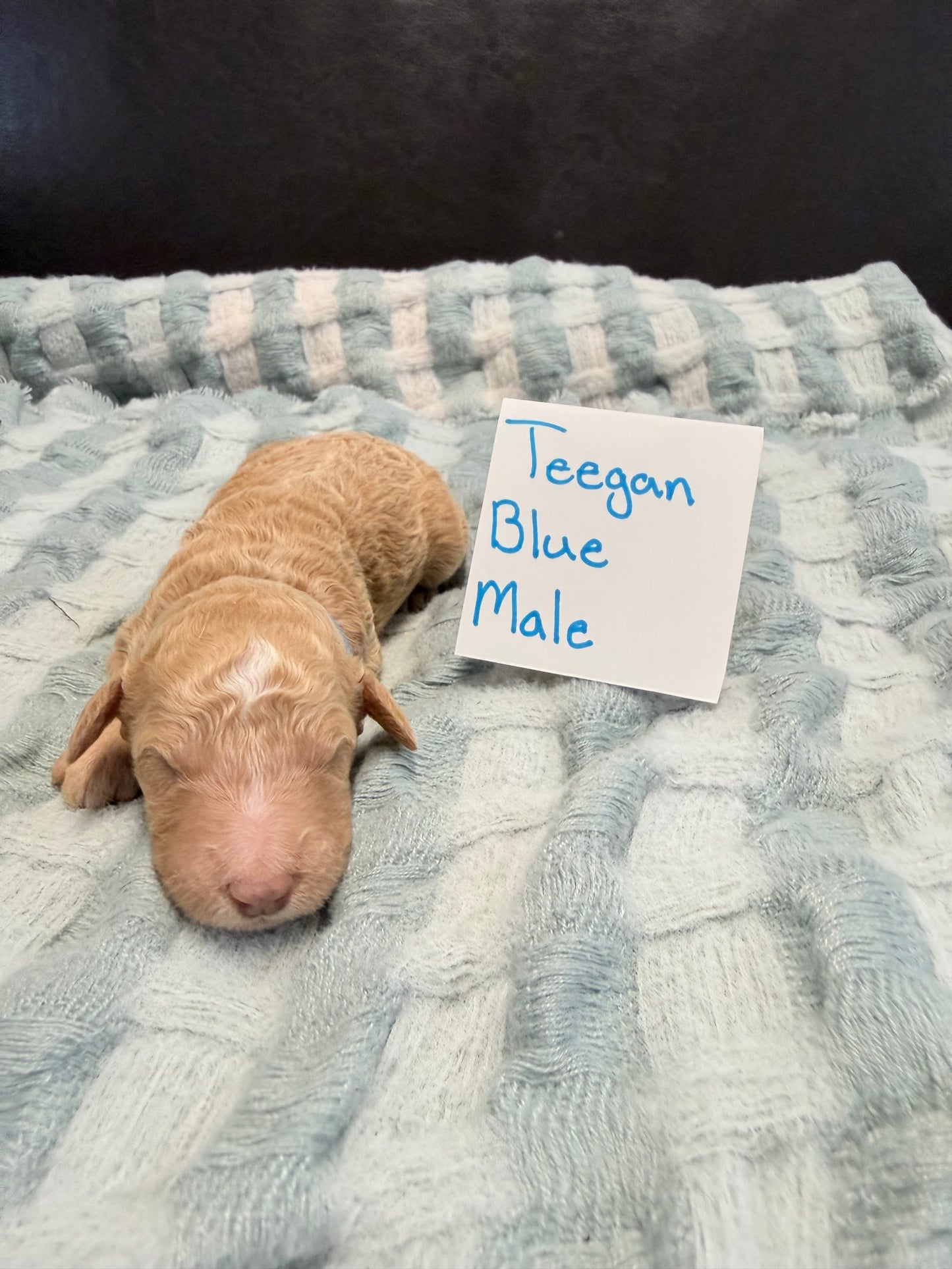 Teegan Blue Collar Male