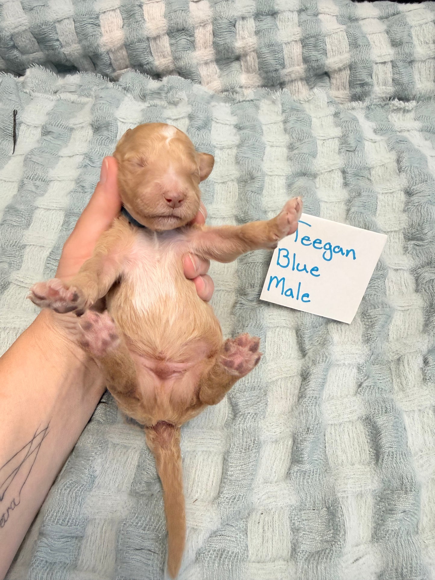 Teegan Blue Collar Male