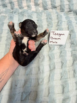 Teegan Brown Collar Male
