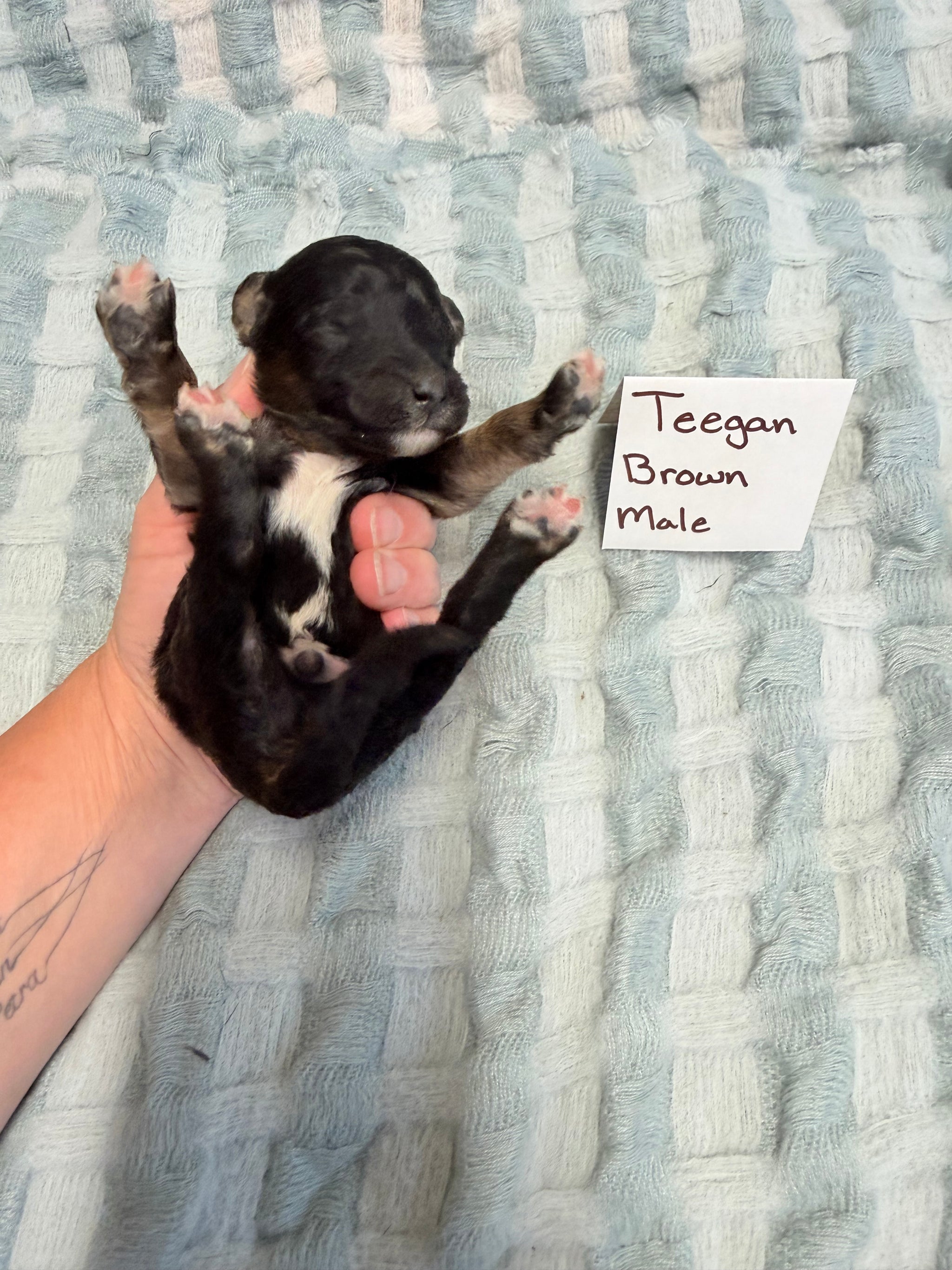Teegan Brown Collar Male