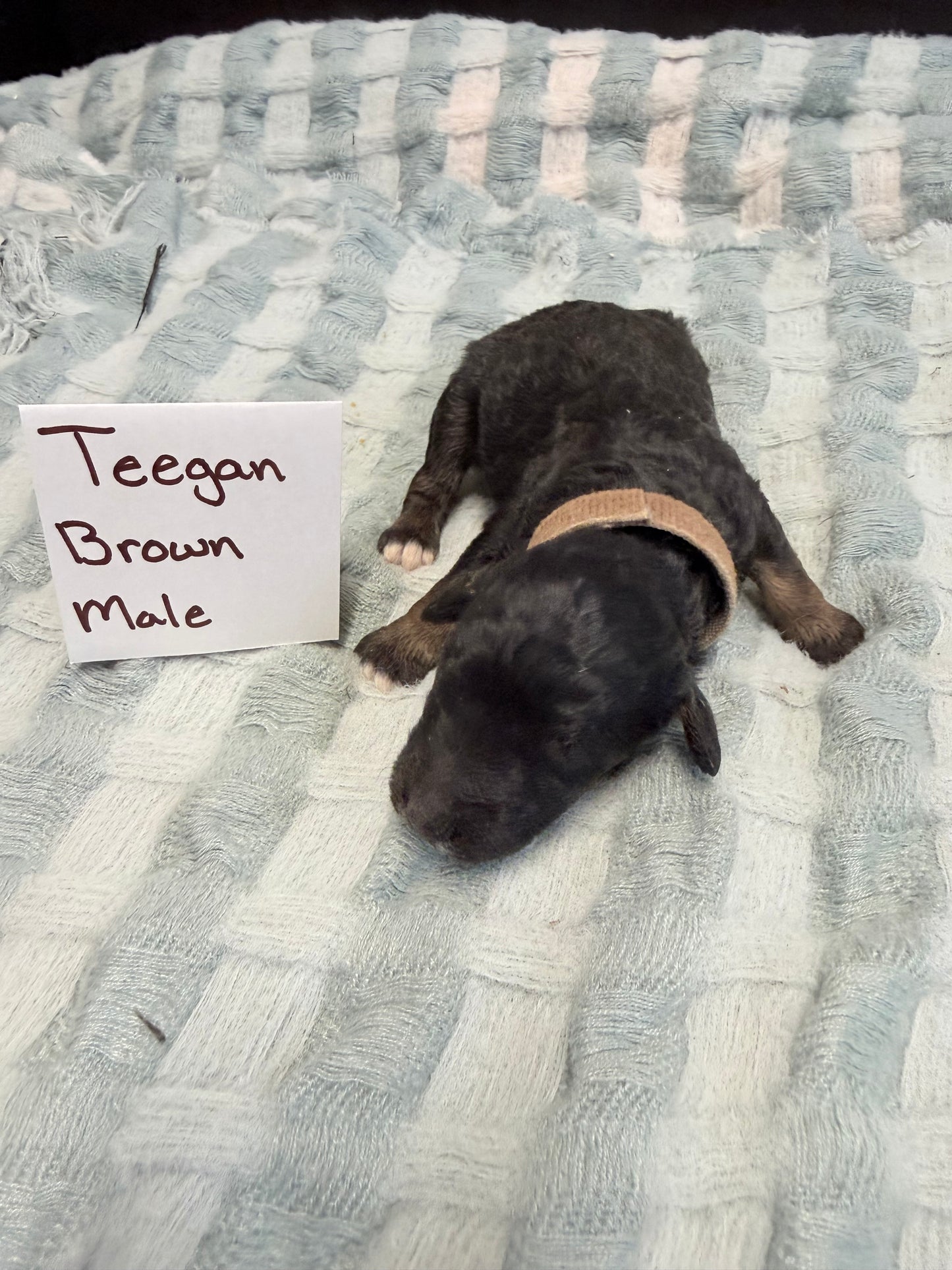 Teegan Brown Collar Male
