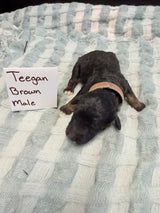 Teegan Brown Collar Male