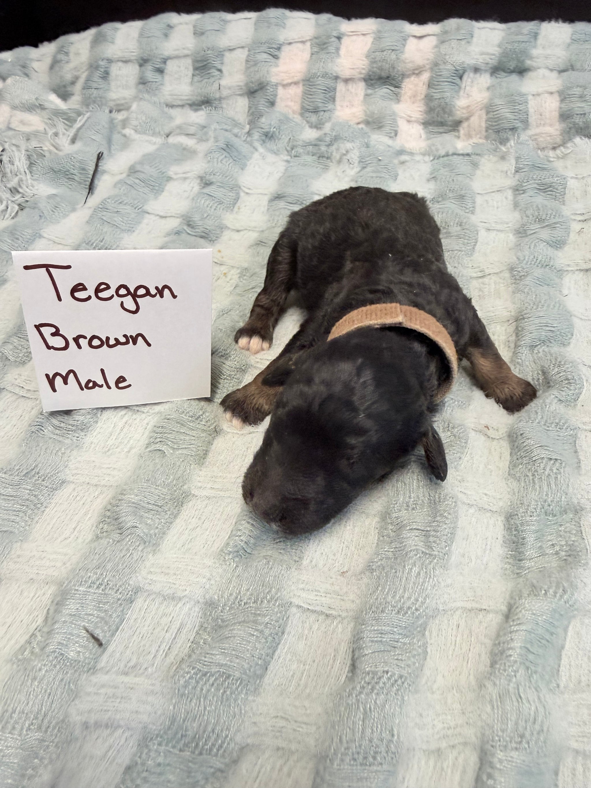 Teegan Brown Collar Male