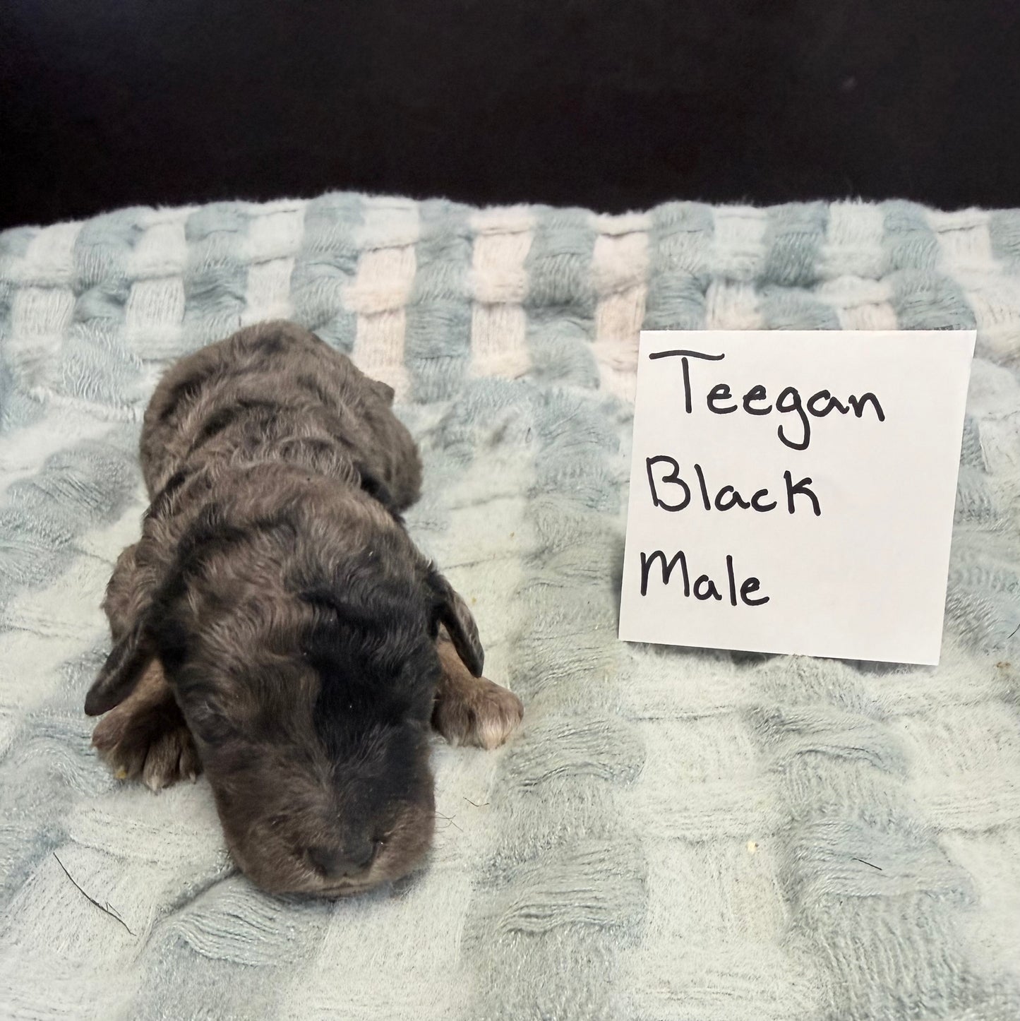 Teegan Black Collar Male