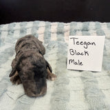 Teegan Black Collar Male