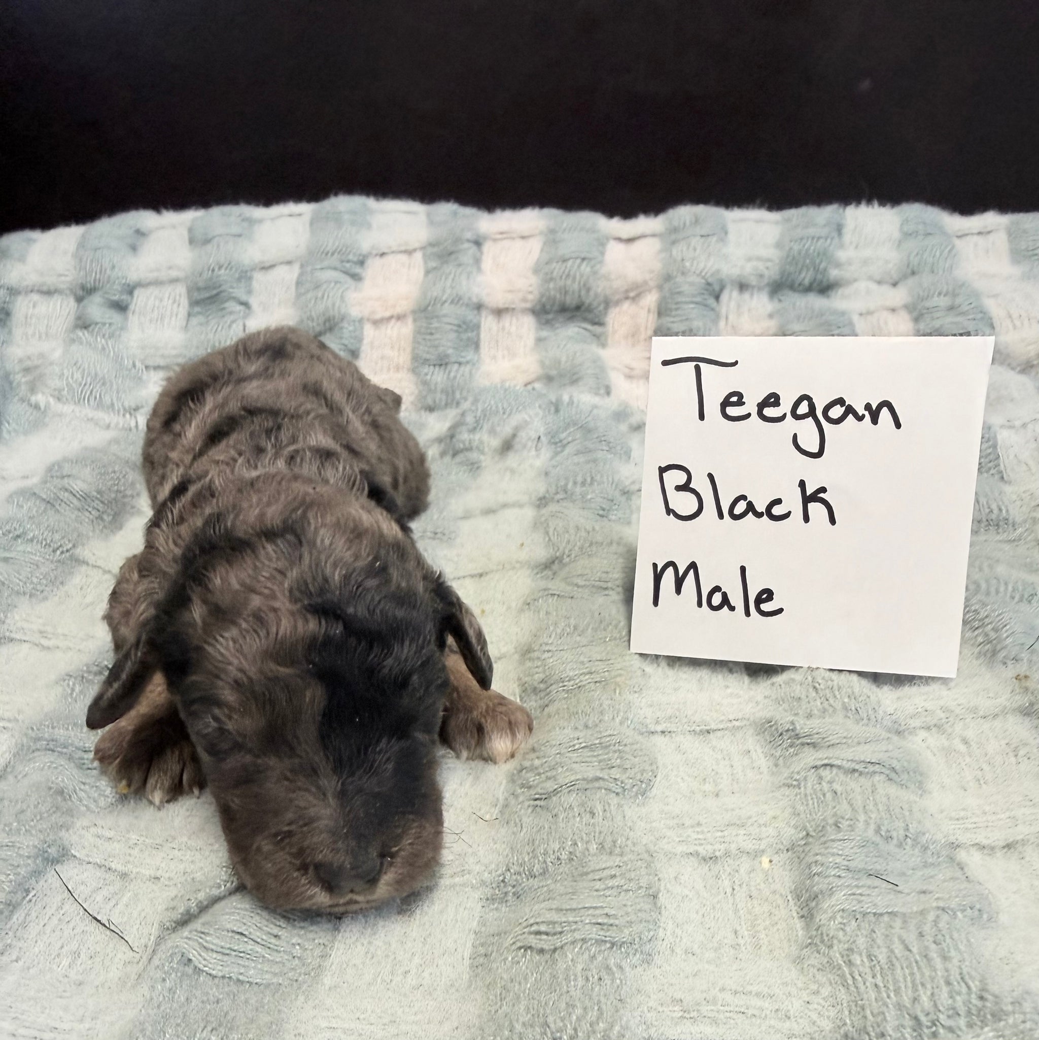 Teegan Black Collar Male