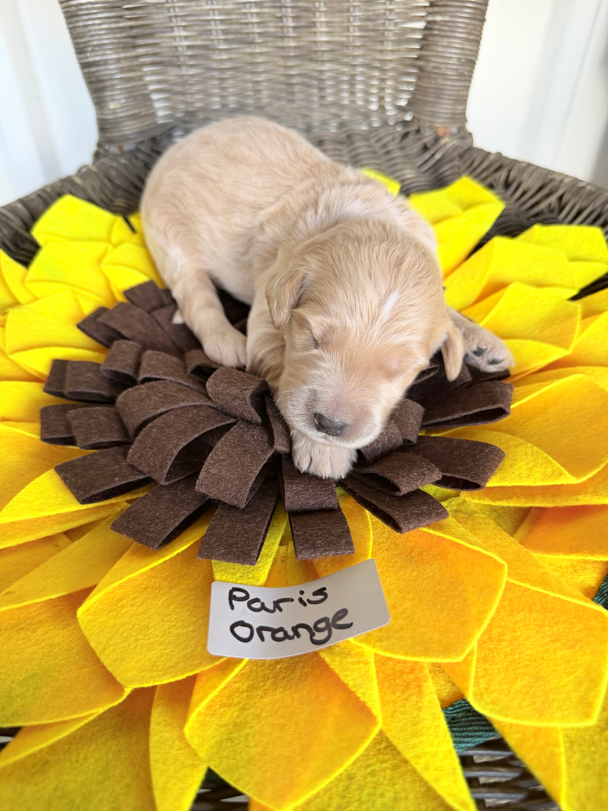 Paris Orange Collar Male