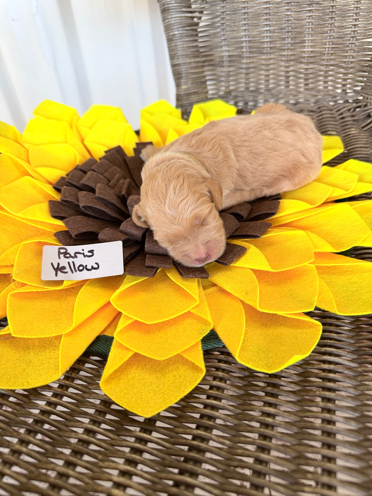 Paris Yellow Collar Female