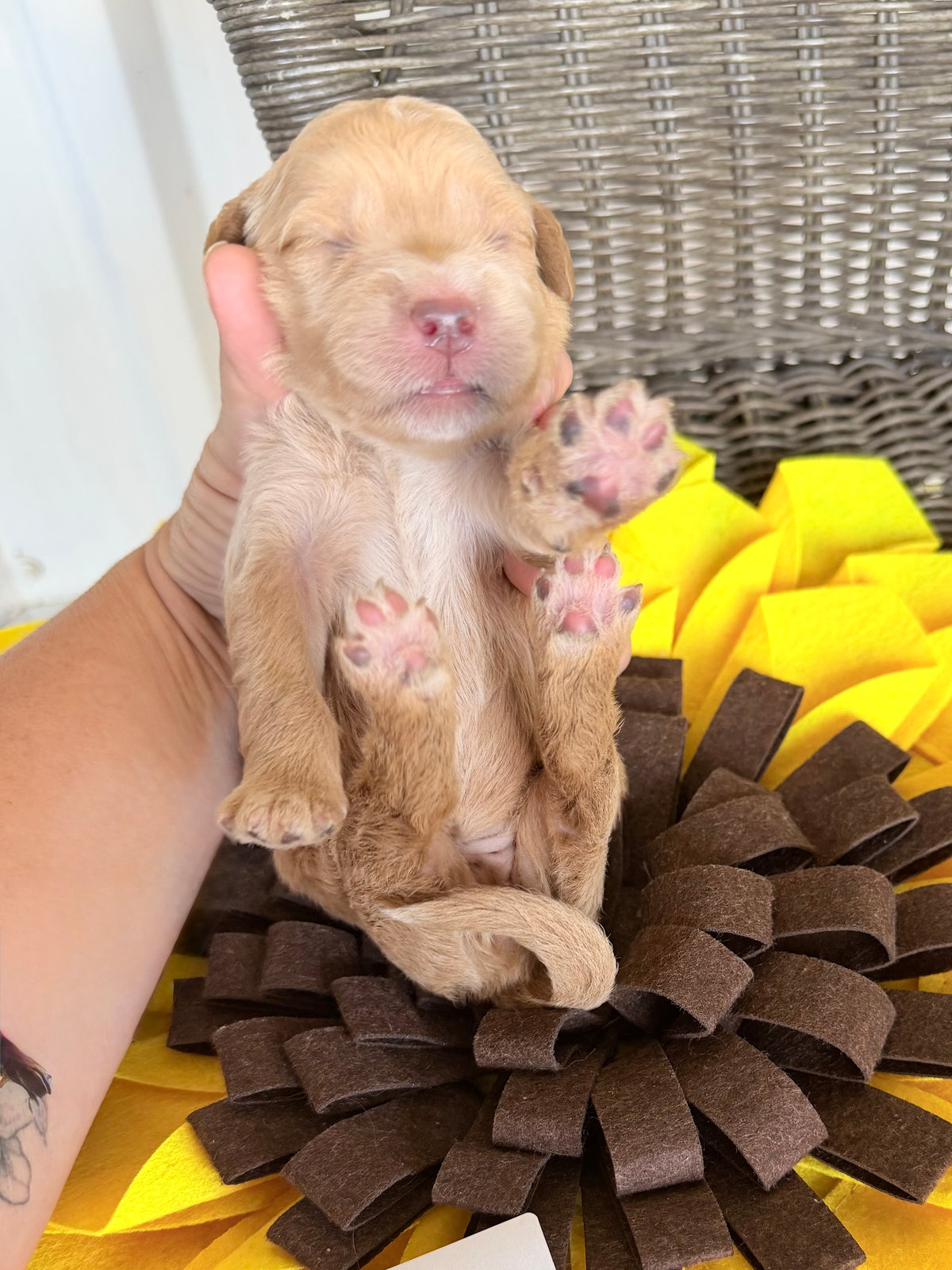 Paris Yellow Collar Female