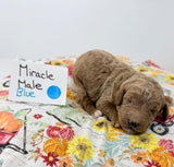 Miracles Blue Collar Male