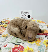 Miracles Black Collar Male