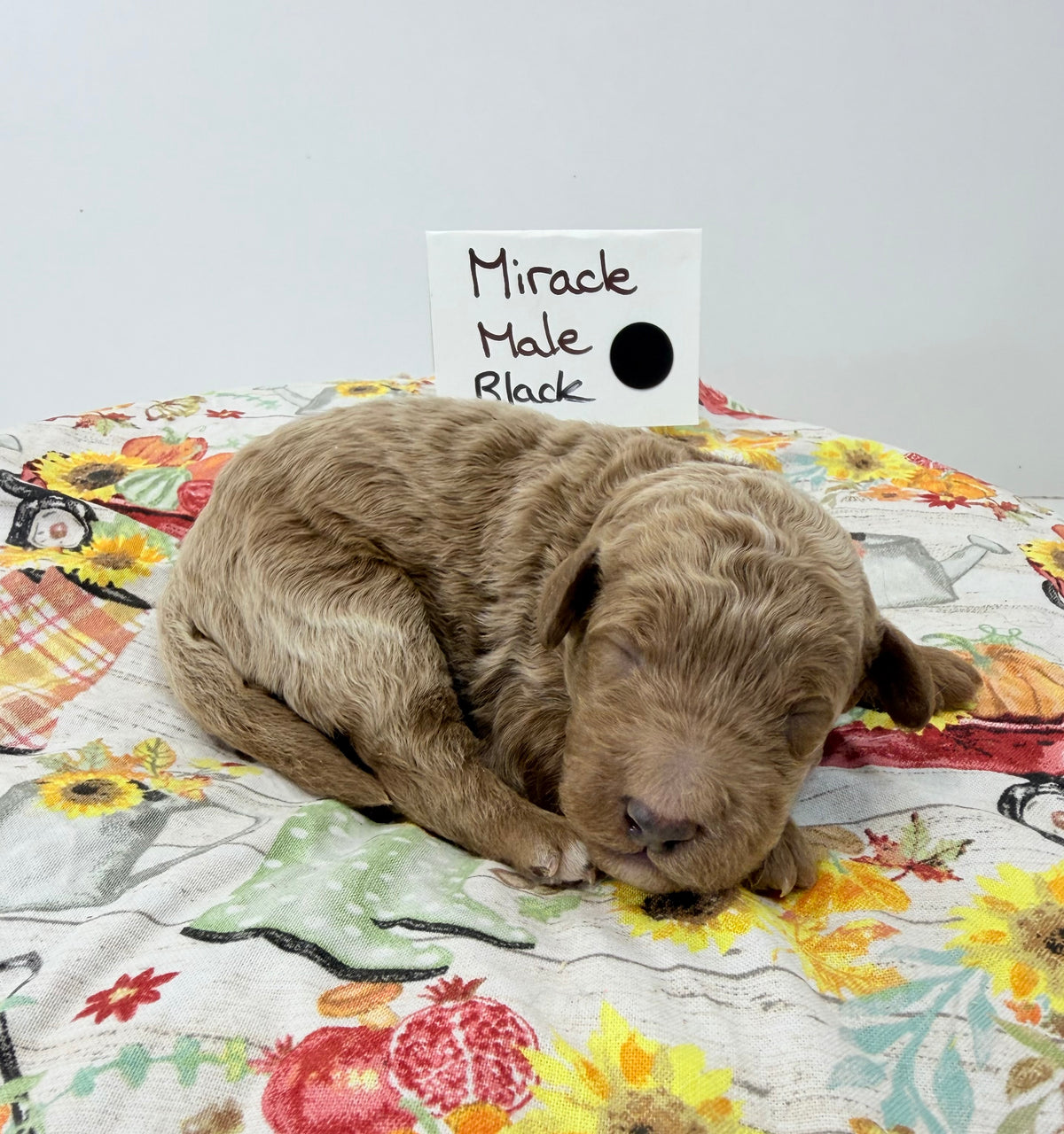 Miracles Black Collar Male