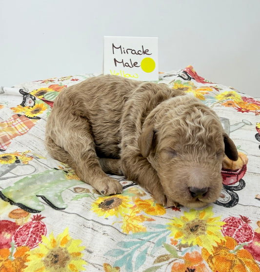 Miracles Yellow Collar Male