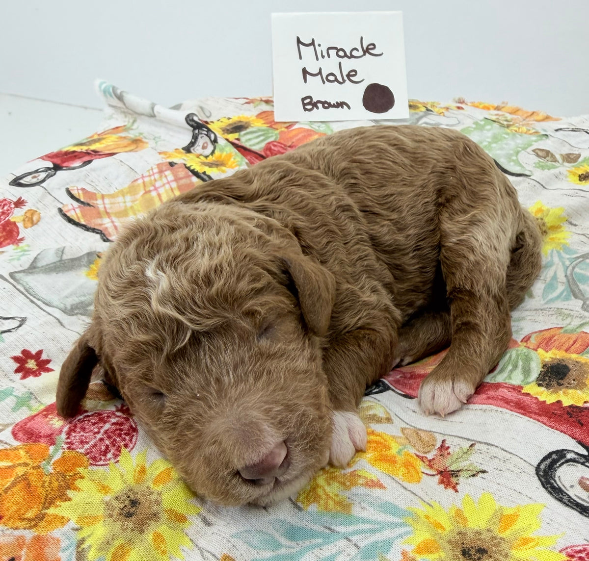 Miracle Brown Collar Male