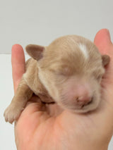 Charlie Black Collar Male