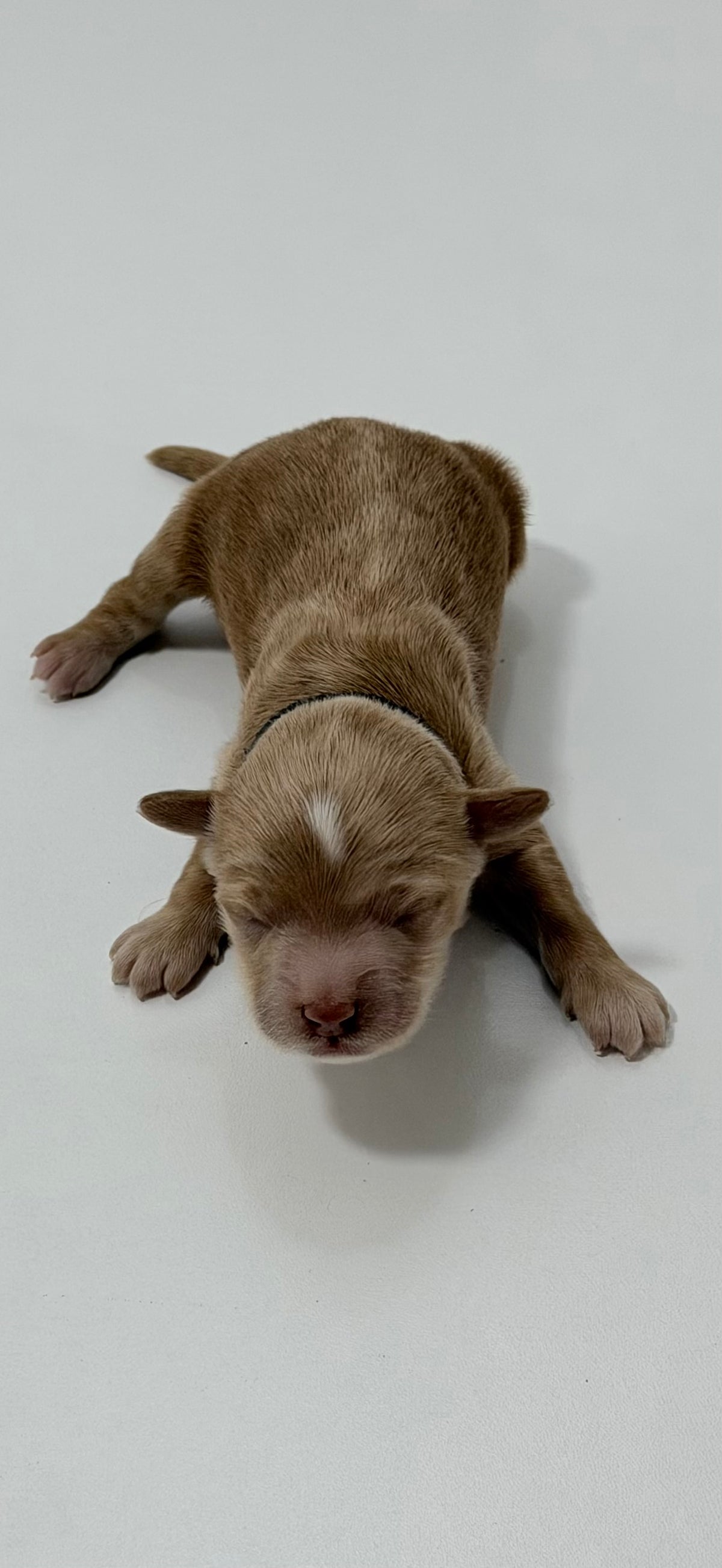 Charlie Black Collar Male