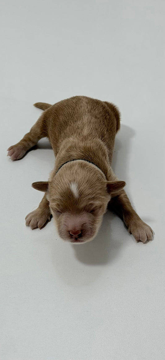 Charlie Black Collar Male