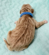 Izzy  Blue Collar Male
