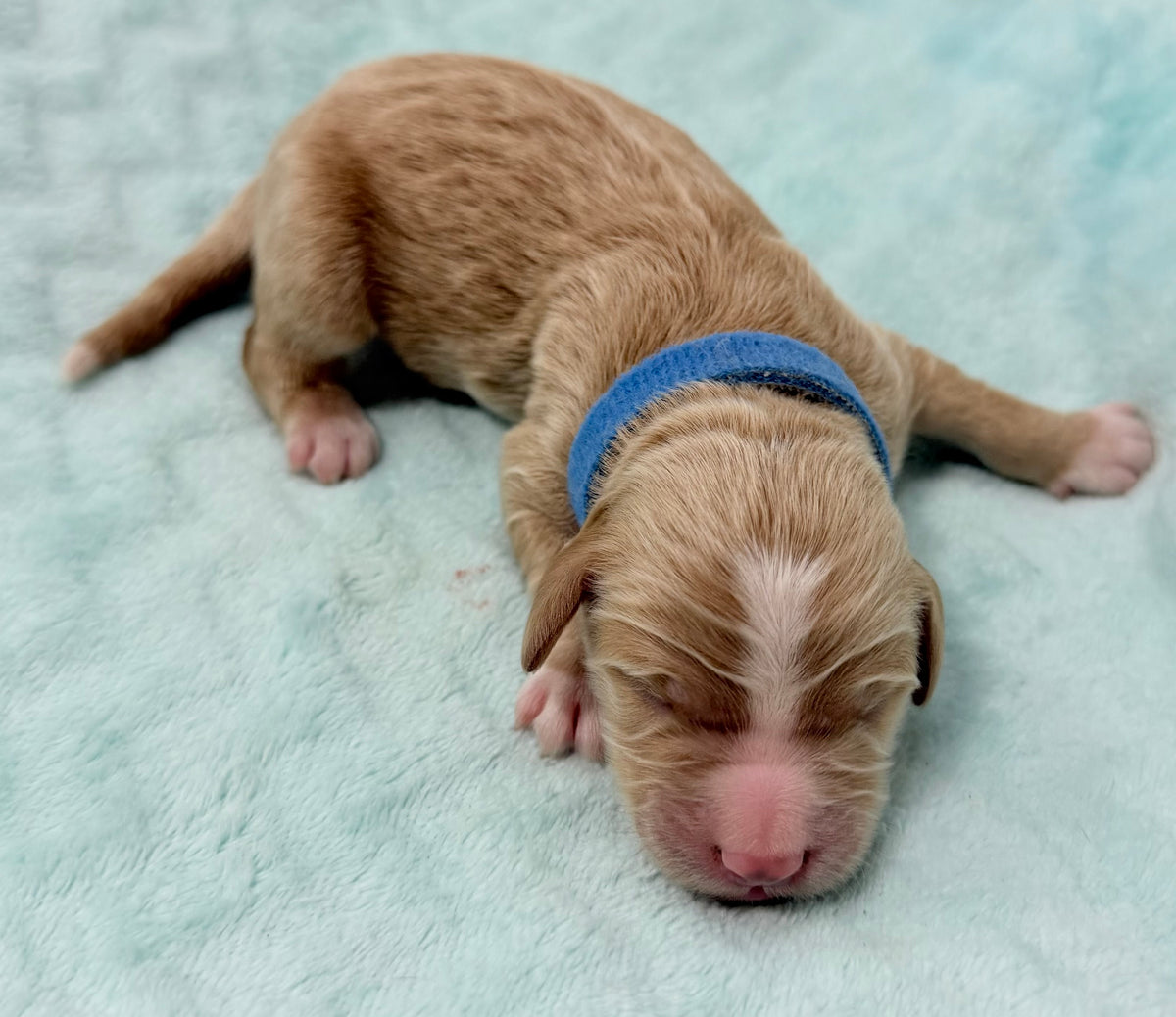 Izzy  Blue Collar Male