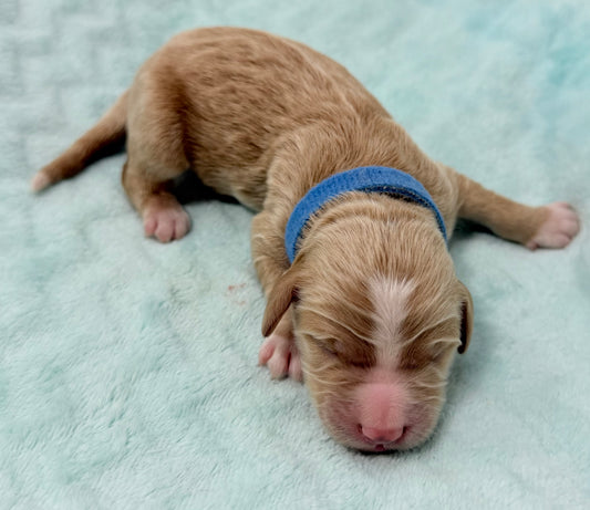 Izzy  Blue Collar Male