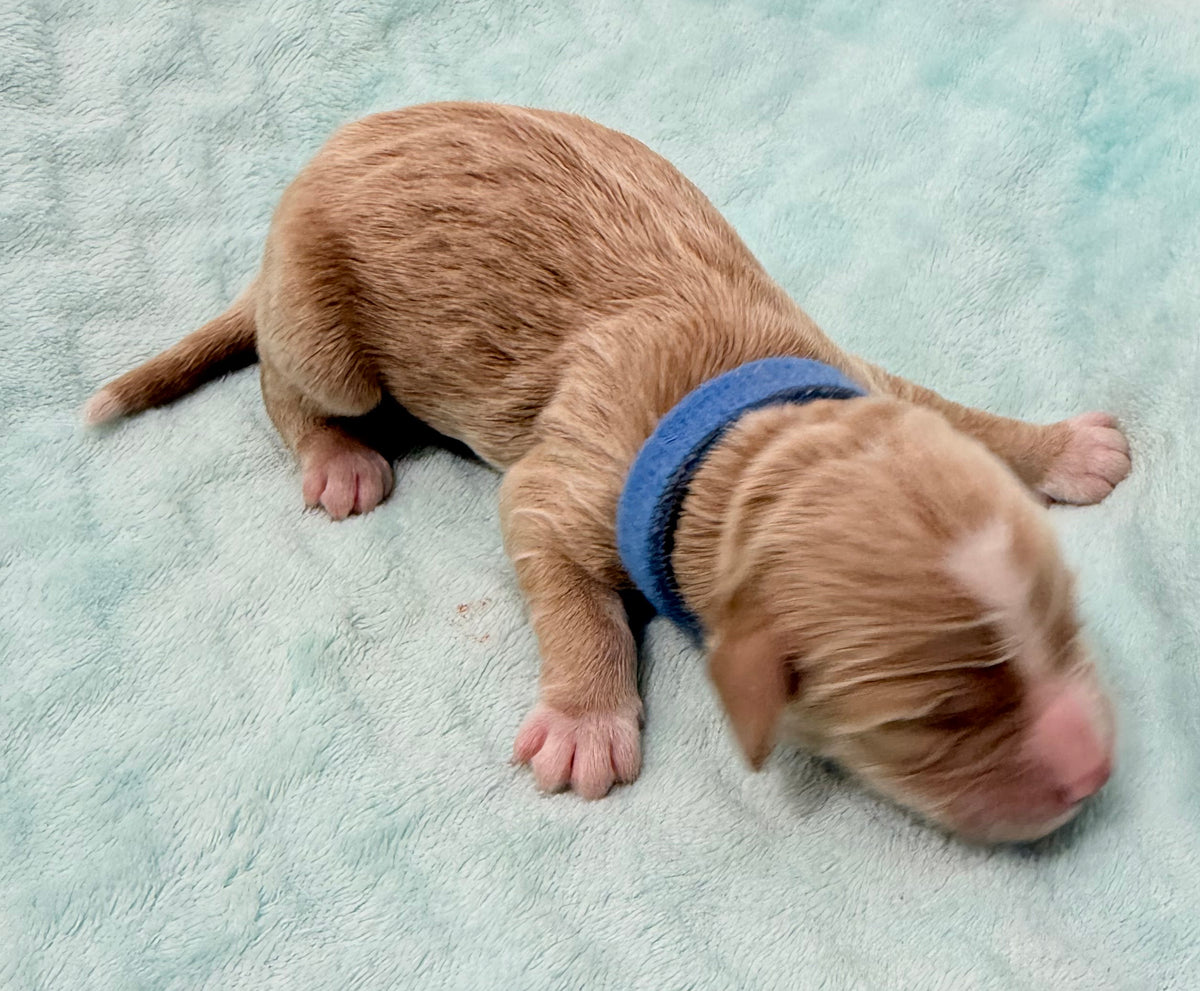 Izzy  Blue Collar Male