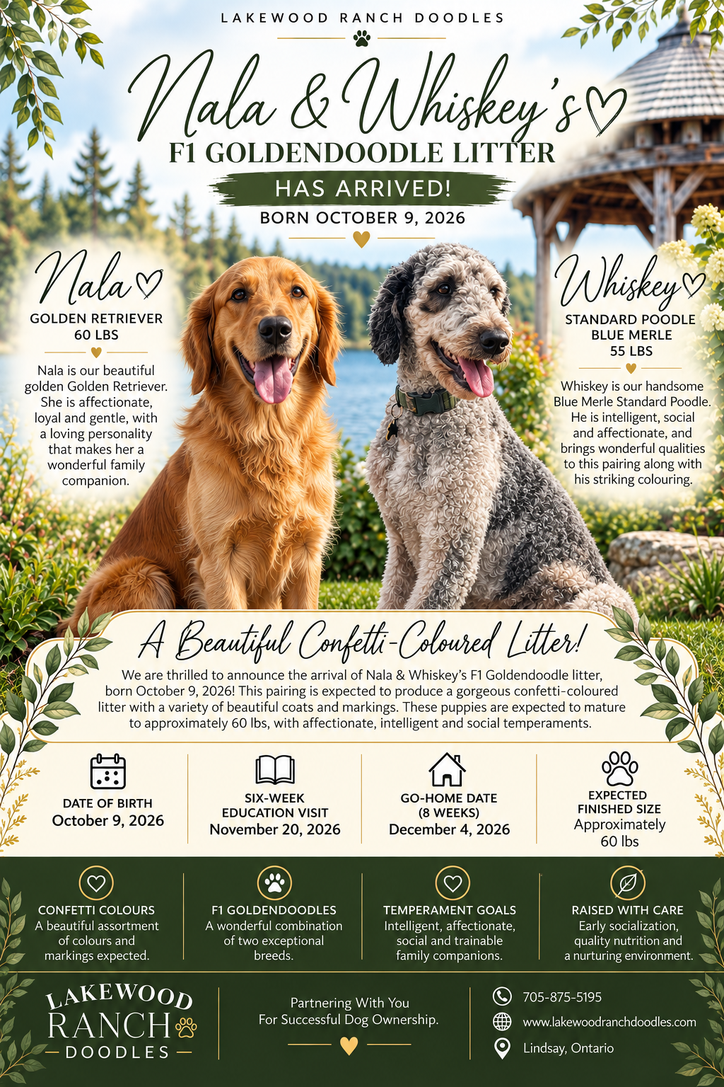 Nala and Whiskeys' F1 Current Goldendoodle Litter