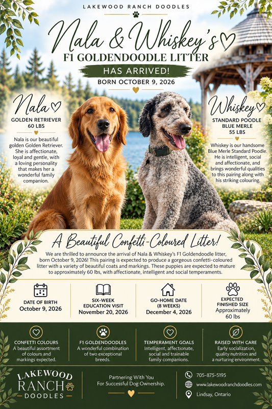Nala and Whiskeys' F1 Current Goldendoodle Litter