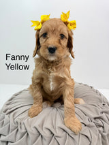 Fanny's Yellow Collar