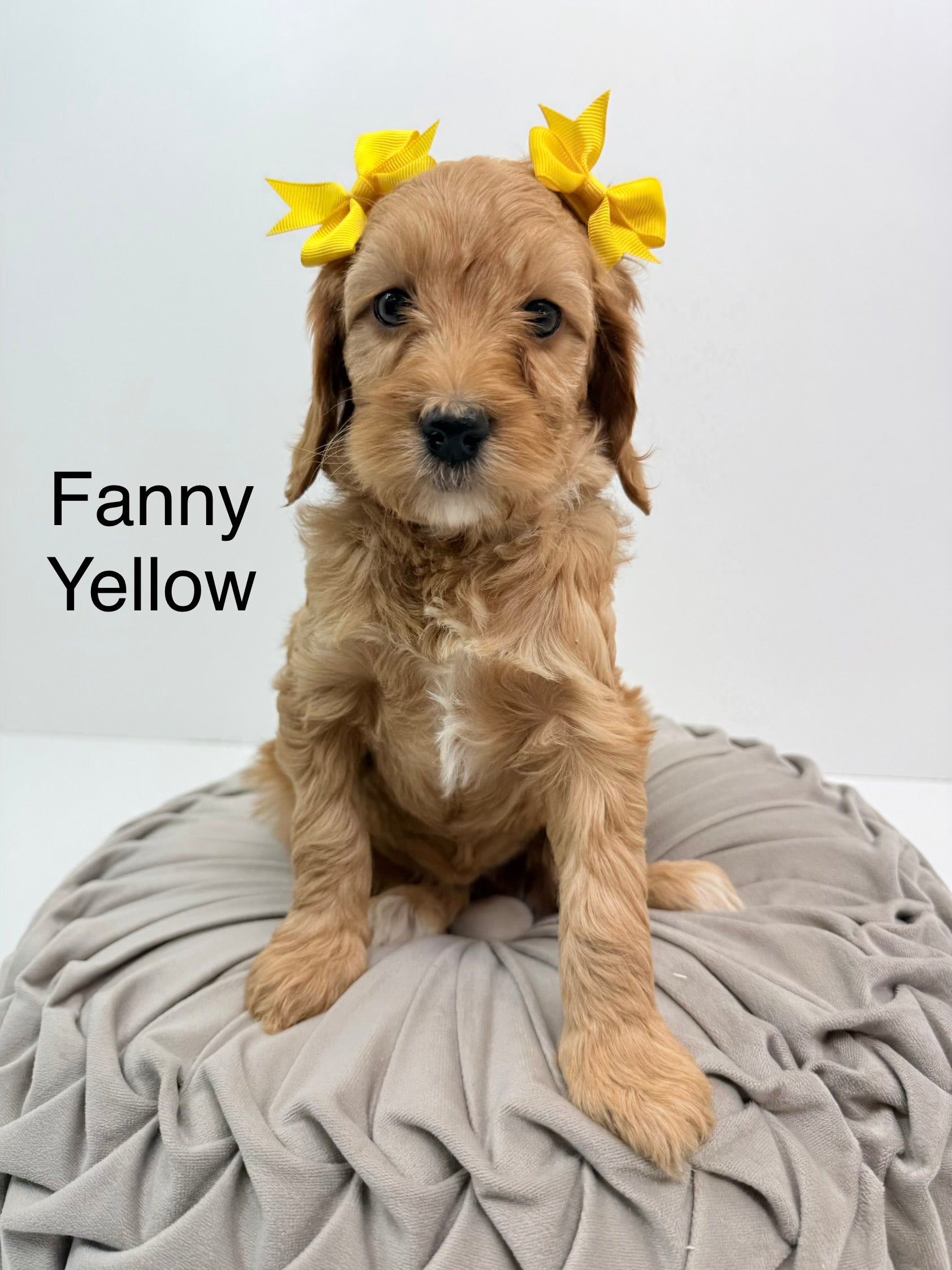 Fanny's Yellow Collar