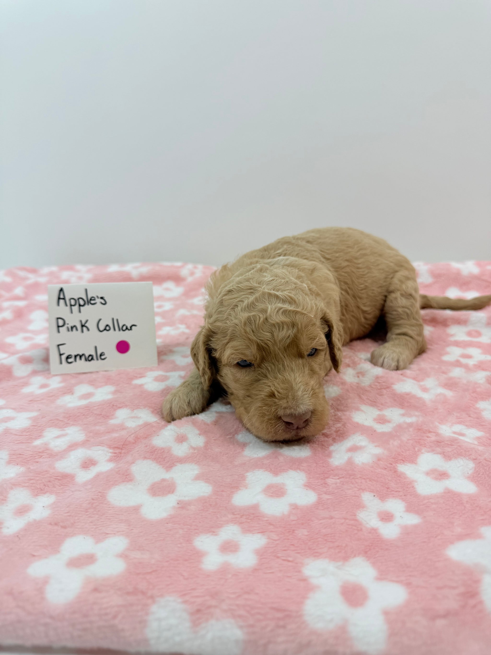 Apple's Pink Collar