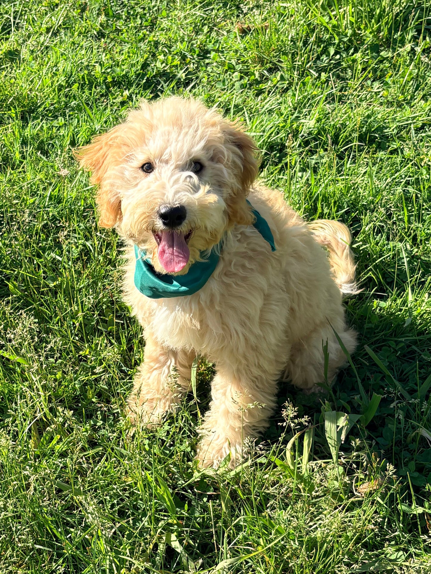Peppermint's Green Collar