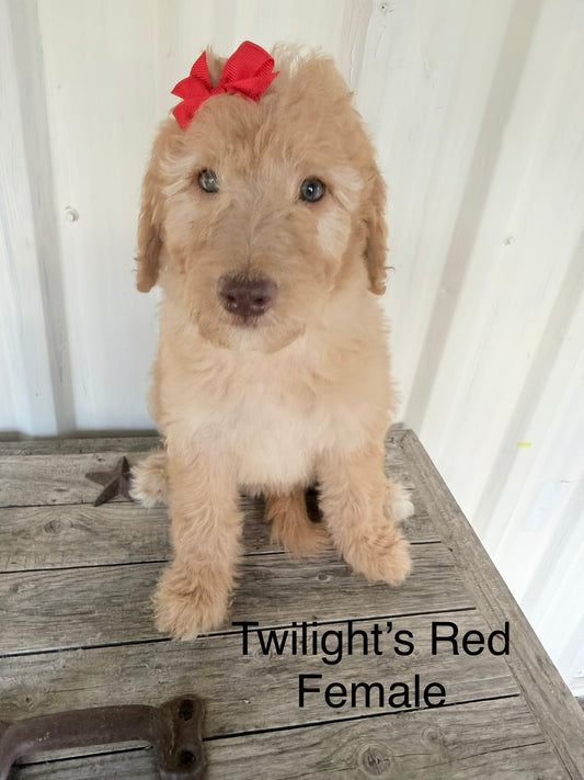 Twilight's Red Collar