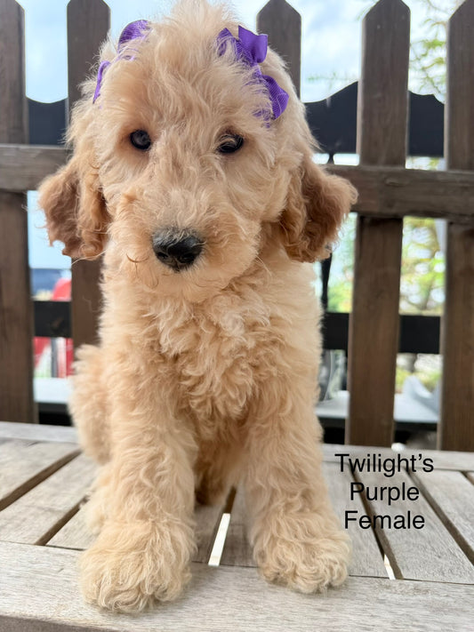 Twilight's Purple Female