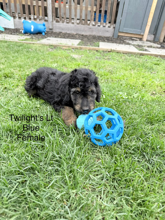 Twilight's Lt. Blue Collar