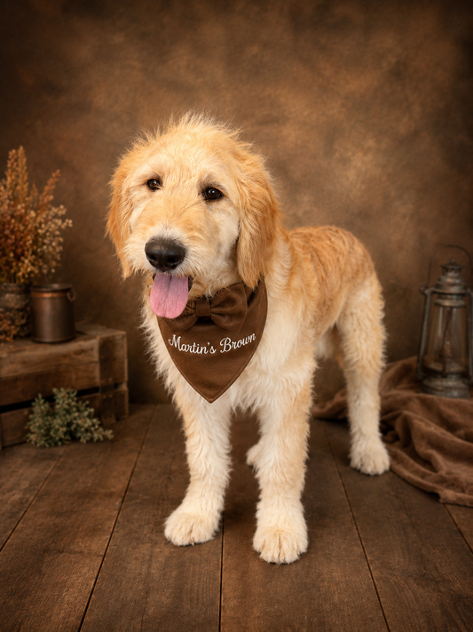 Martini's Brown Collar
