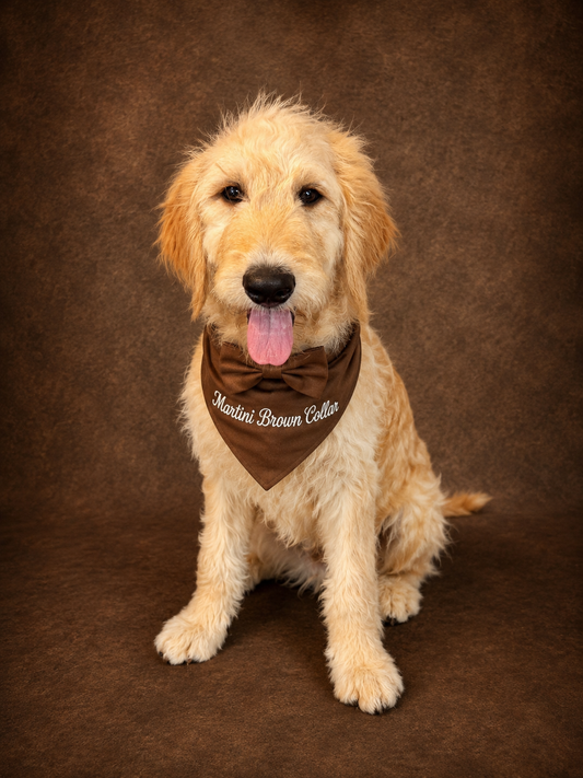 Martini's Brown Collar