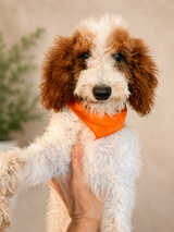 Melody's Orange Collar