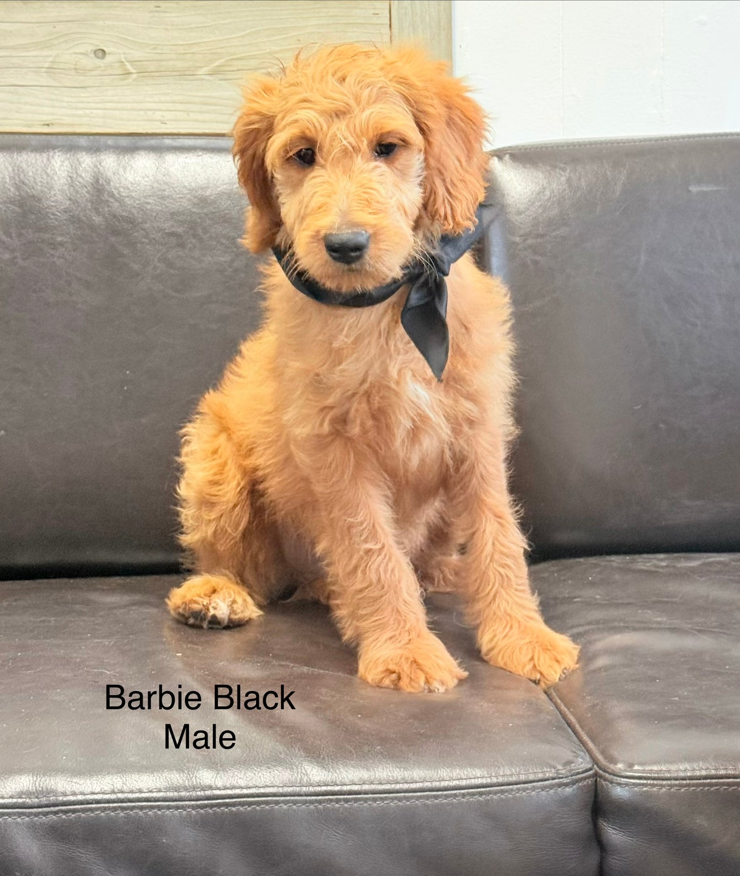 Barbie's Black Collar
