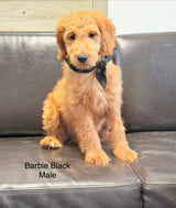 Barbie's Black Collar