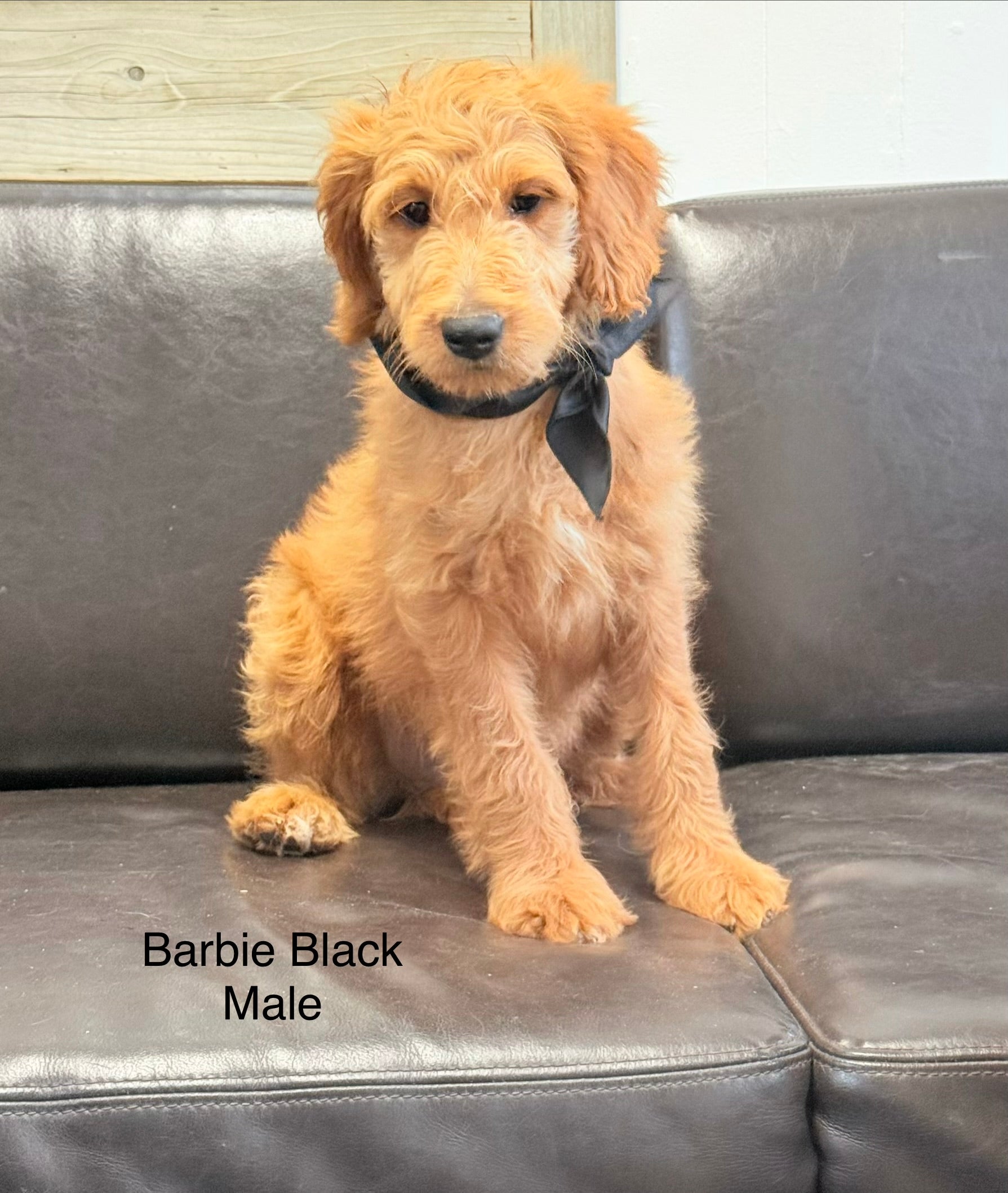 Barbie's Black Collar