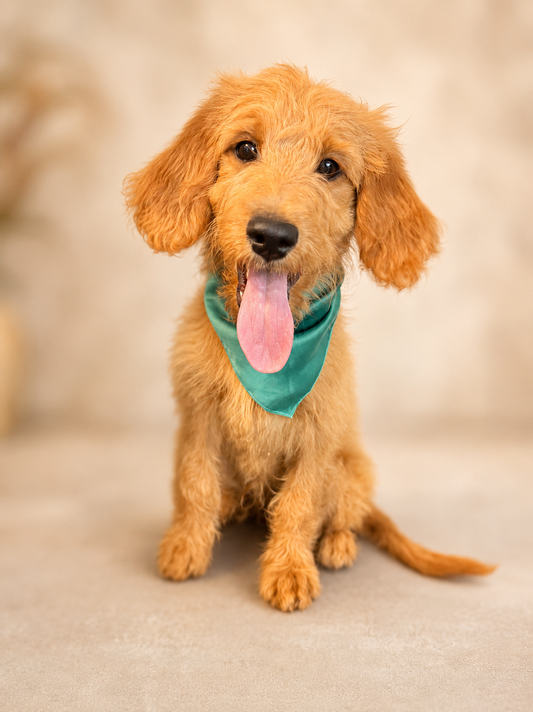 Barbie's Green Collar