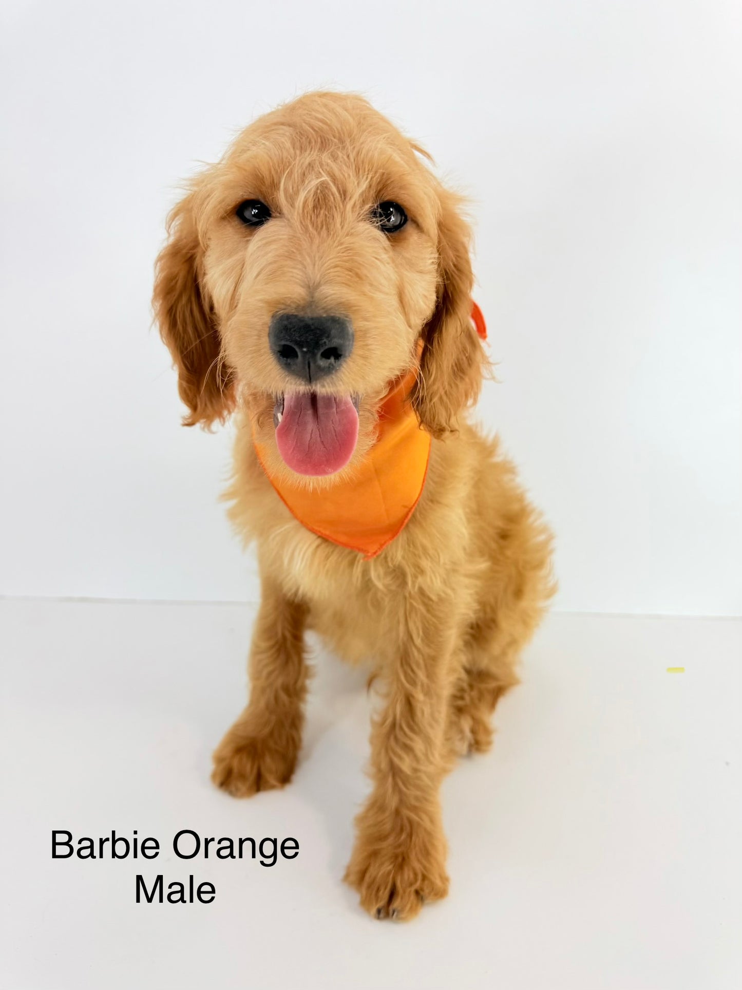 Barbie's Orange Collar