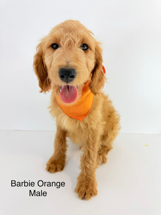 Barbie's Orange Collar