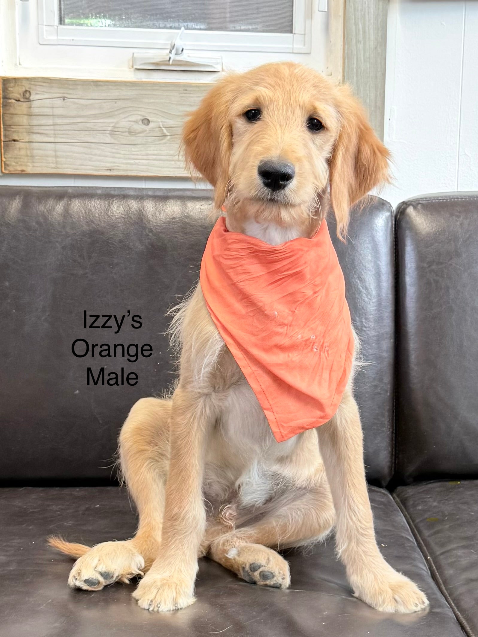 Izzy's Orange Collar