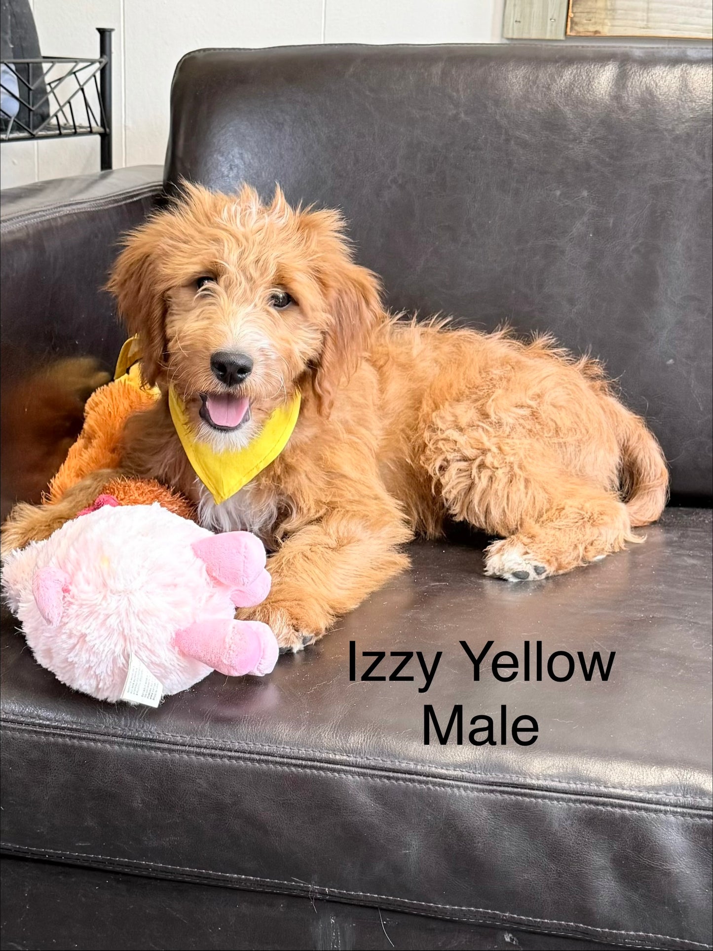 Izzy's Yellow Collar