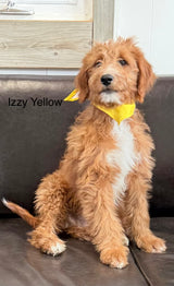 Izzy's Yellow Collar