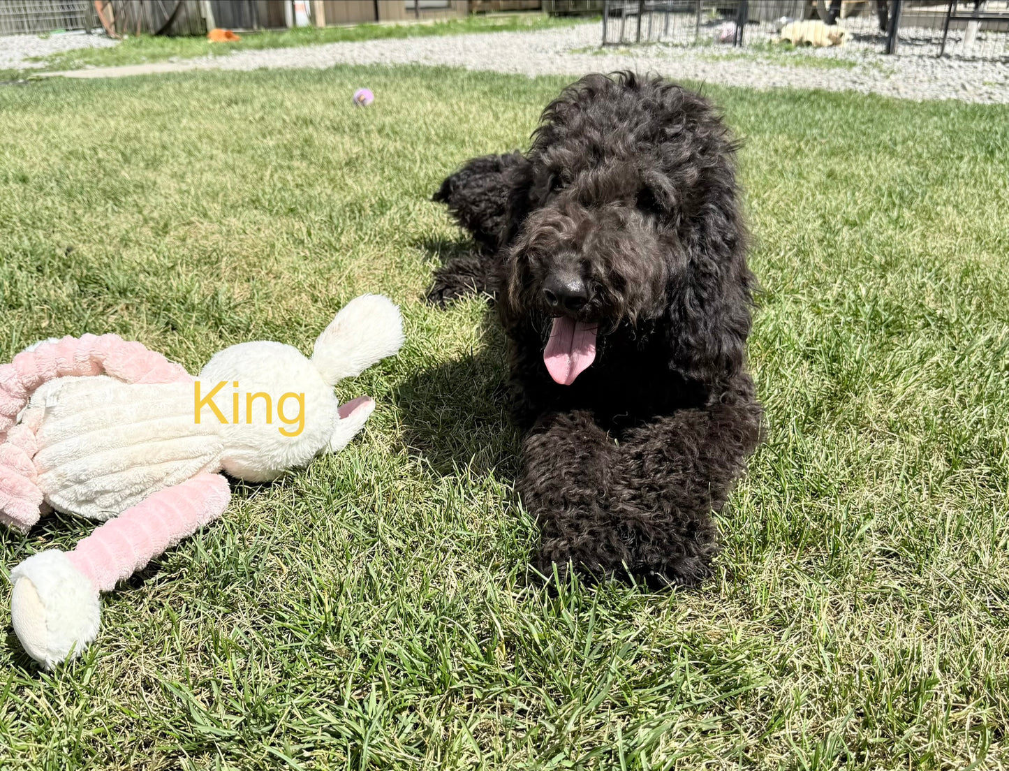 King