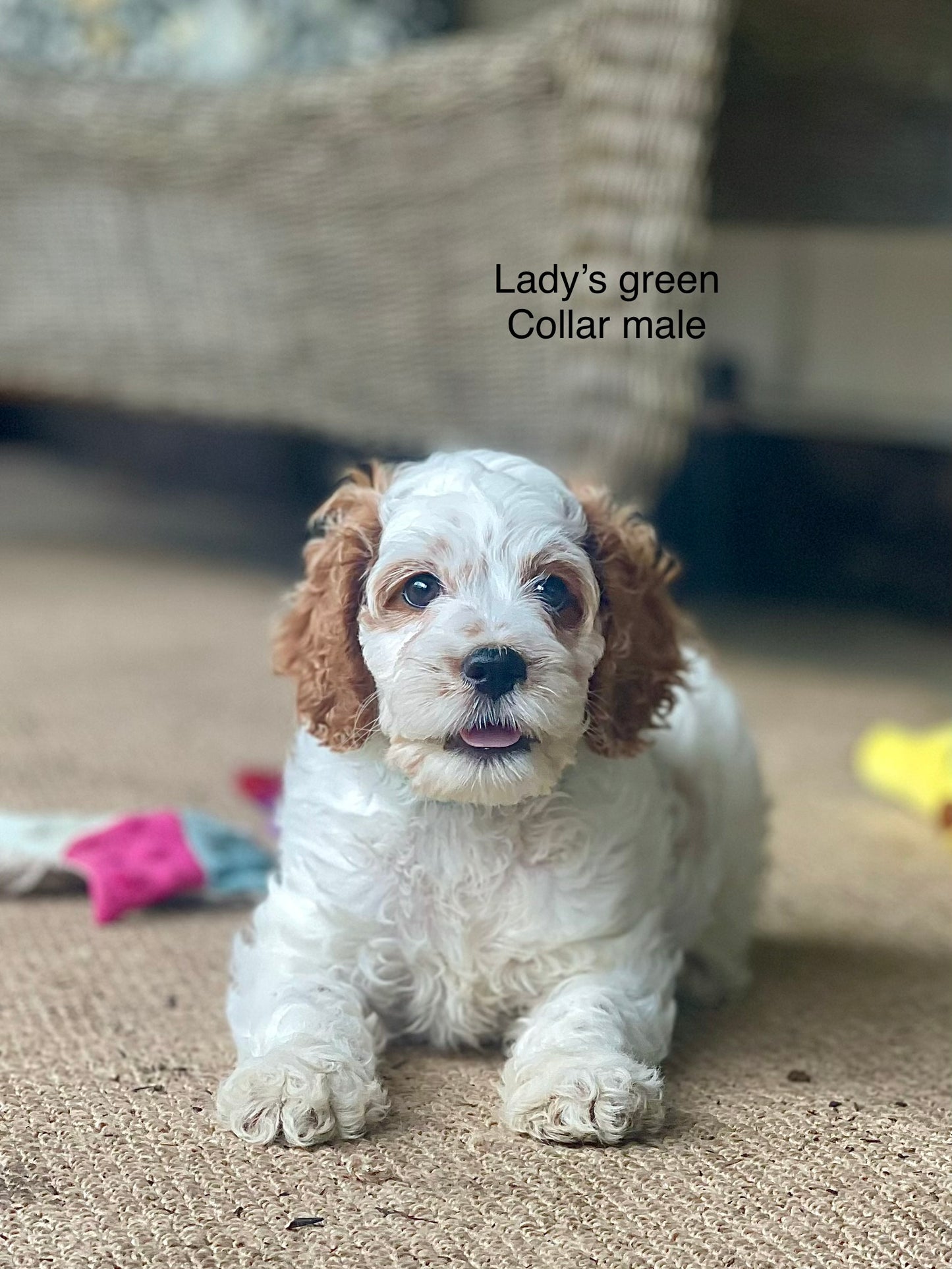 Lady's Green Collar