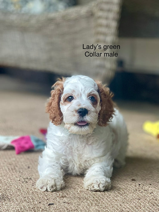 Lady's Green Collar